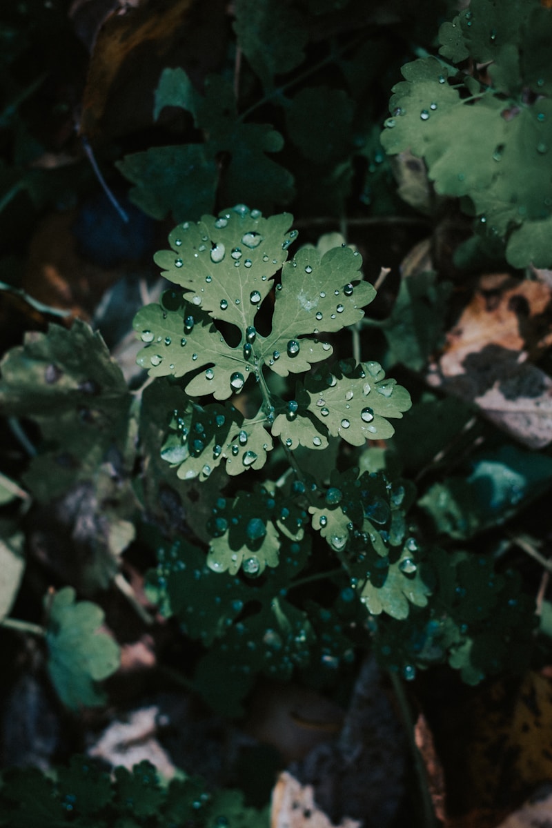 green plant with water droplets